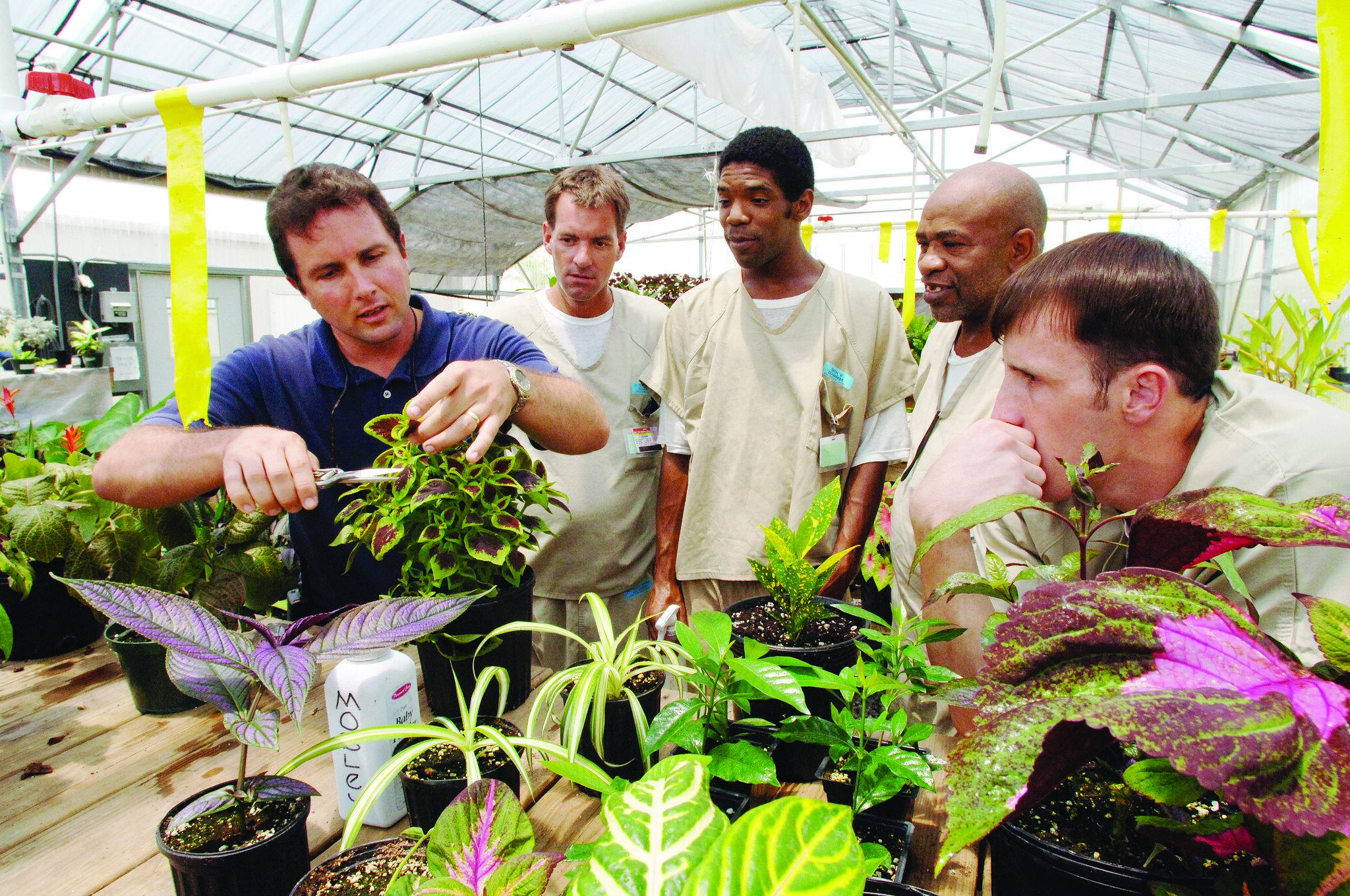 Photograph inside a spacious greenhouse at a correctional facility showing an agricultural instructor trimming a plant while four inmates closely observe.