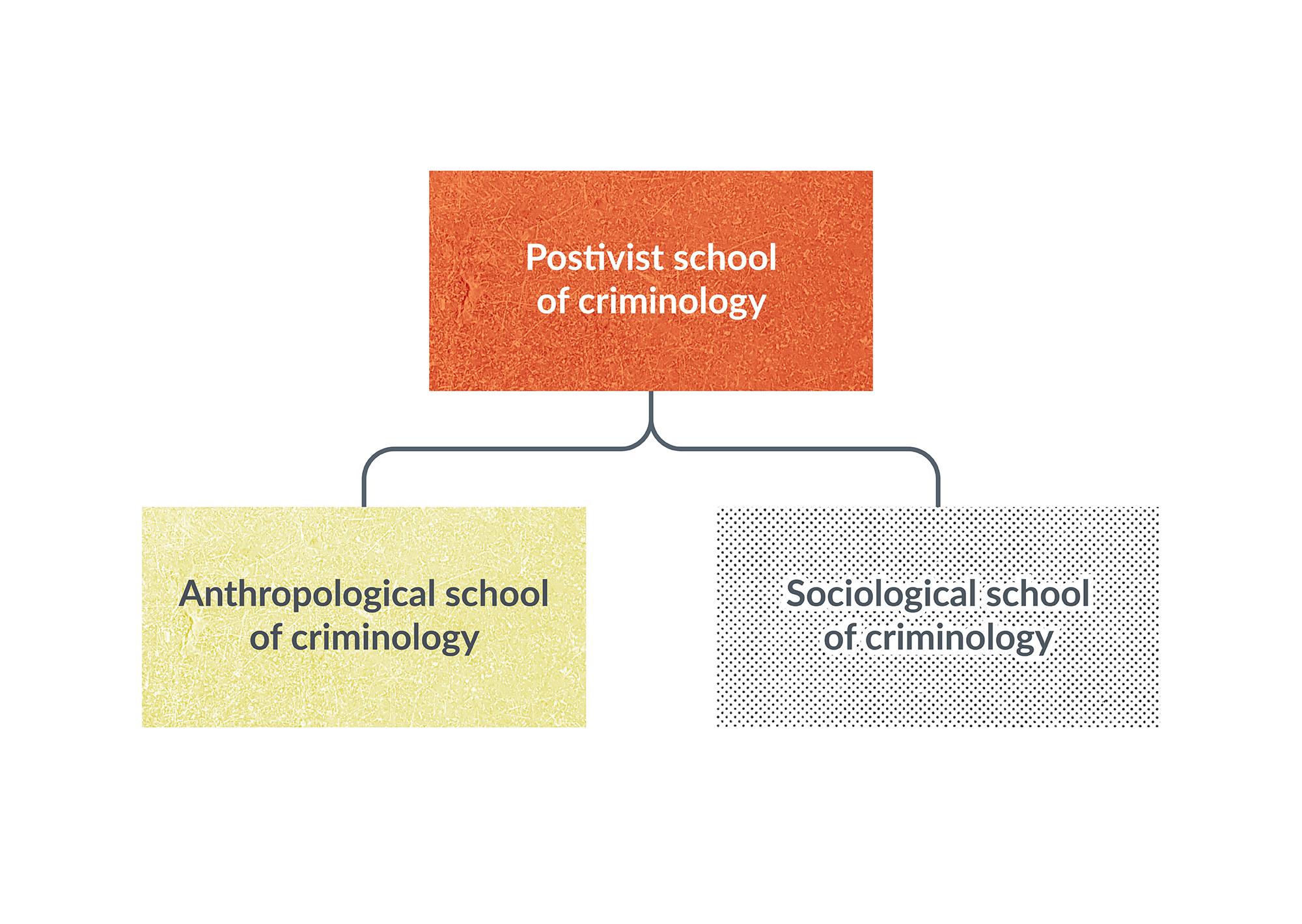 An organizational chart depicting that the Anthropological school of Criminology and the Sociological school of criminology are subsets of the Positivist school of criminology.