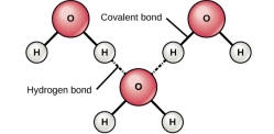 Diagram showing hydrogen bonds formed between adjacent water molecules.