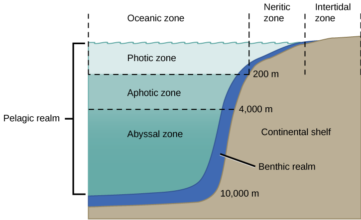 The illustration divides the ocean into different zones based on depth. The top layer, called the photic zone, extends from the surface to 200 m. The aphotic zone extends from 200 to 4,000 m. They abyssal zone extends from 4,000 m to the ocean bottom. The ocean is also divided into zones based on distance from the shore. The intertidal zone extends from high to low tide. The neritic zone extends from the intertidal zone to the point at which ocean depth is about 200 m. At about this depth, the continental shelf ends in a steep slope to the ocean bottom. The oceanic zone is the area of open ocean. A thin section of the oceanic zone extending from top to bottom and adjacent to the continental shelf is labeled the benthic realm. All of the ocean’s open water is referred to as the pelagic realm, which is labeled on the left.