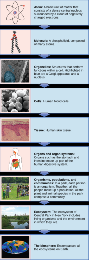 A flow chart shows the hierarchy of living organisms. From smallest to largest, this hierarchy includes: 1 An atom, with protons, neutrons and electrons. 2 Molecules such as the phospholipid shown, made up of atoms. 3 Organelles, such as Golgi apparatus and nuclei, that exist inside cells. 4 Cells, such as a red blood cell. 5 Tissues, such as human skin tissue. 6 Organs such as the stomach and intestine make up the human digestive system, an example of an organ system. 7 Organisms, populations and communities. In a park, each person is an organism. Together, all the people make up a population. All the plant and animal species in the park comprise a community. 8 Ecosystems: The ecosystem of Central Park in New York includes living organisms and the environment in which they live. 9 The biosphere: encompasses all the ecosystems on Earth.