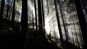 Image of sun beaming through a forest