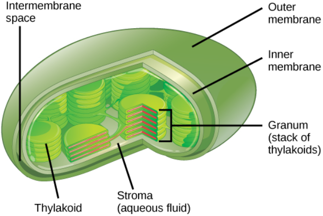 This illustration shows a chloroplast, which has an outer membrane and an inner membrane. The space between the outer and inner membranes is called the intermembrane space. Inside the inner membrane are flat, pancake-like structures called thylakoids. The thylakoids form stacks called grana. The liquid inside the inner membrane is called the stroma, and the space inside the thylakoid is called the thylakoid space.