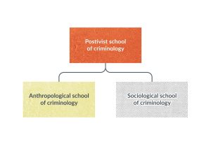 An organizational chart depicting that the Anthropological school of Criminology and the Sociological school of criminology are subsets of the Positivist school of criminology.