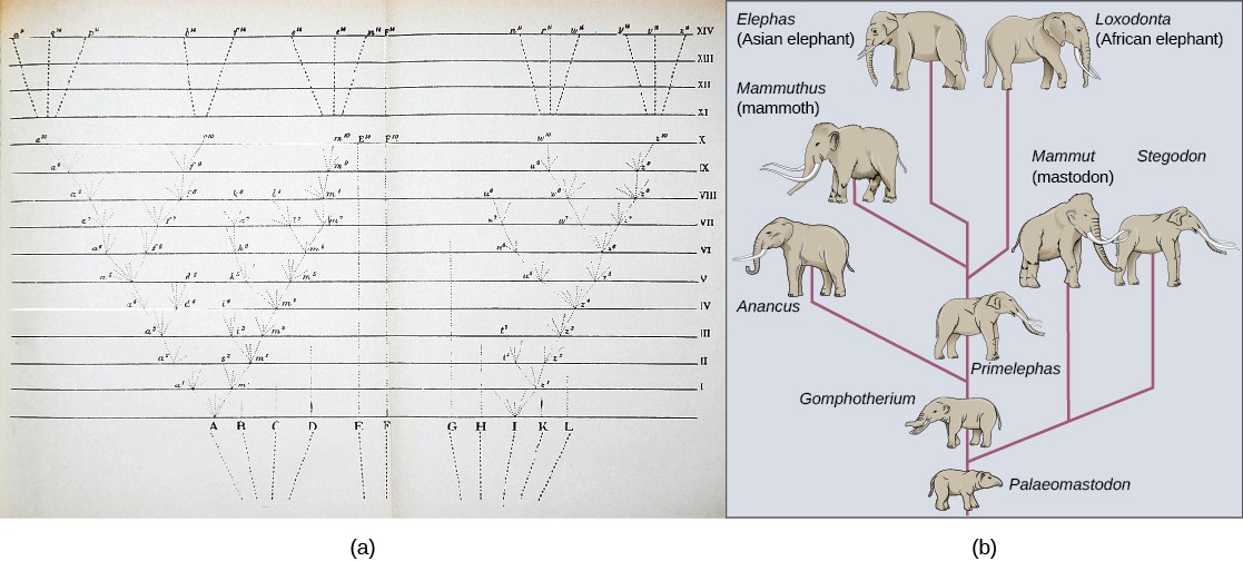 Photo (a) shows a yellowed piece of paper with evenly spaced horizontal lines numbered from 0 at the bottom to 14 at the top. Below the horizontal lines are vertical lines labeled A to L from left to right. From these originating vertical lines other vertical lines extend upward to as far as the horizontal line number 10, some ending at a lower level. The lines at letter A and I have many branches, resembling a tree. The lines that reach level 10 are further extended with 1 to 3 vertical lines in level 11 to 14. Illustration (b) shows the evolution of modern African and Asian elephants from a common ancestor, the Palaeomastodon. The Palaeomastodon was similar to modern elephants; however, it was smaller and had a long nose instead of a trunk. Side branches of the elephant evolutionary tree gave rise to mastodons and mammoths. The mammoth is more closely related to modern elephants than mastodons.