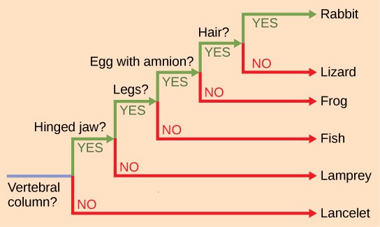 The ladder-like phylogenetic tree starts with a trunk at the left. A question next to the trunk asks whether a vertebral column is present. If the answer is no, a branch leads downward to lancelet. If the answer is yes, a branch leads upward to another question, is a hinged jaw present? If the answer is no, a branch leads downward to lampreys.