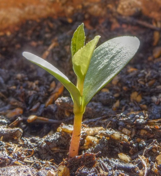 Photo shows a seedling, with four leaves at the tip of the stem.