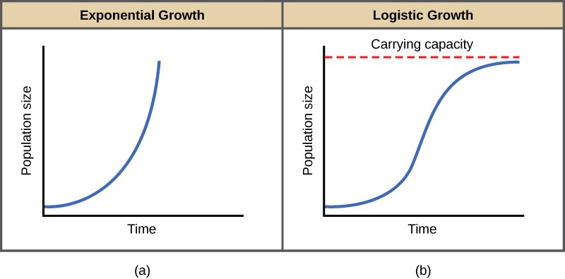 Both (a) and (b) graphs plot population size versus time. In graph (a), exponential growth results in a curve that gets increasingly steep, resulting in a J-shape. In graph (b), logistic growth results in a curve that gets increasingly steep, then levels off when the carrying capacity is reached, resulting in an S-shape.