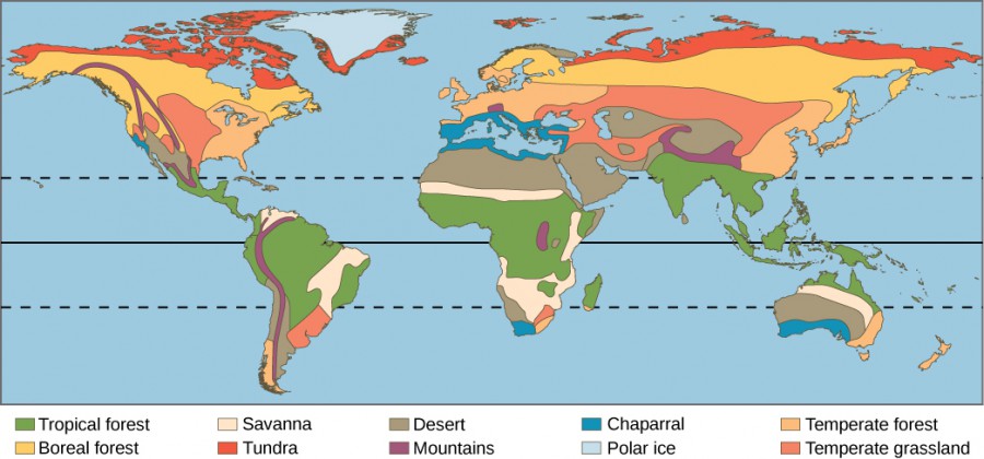 A world map shows the eight major biomes, polar ice caps, and mountains. Tropical forests, deserts and savannas are found primarily in South America, Africa and Australia. Tropical forests also dominate southeast Asia. Deserts dominate the Middle East and are found in the southwestern United States. Temperate forests dominate the eastern United States, Europe and Eastern Asia. Temperate grasslands dominate the midwestern United States and parts of Asia, and are also found in South America. Boreal forest is found in northern Canada, Europe and Asia, and tundra exists to the north of the boreal forests. Mountainous regions run the length of North and South America, and are found in northern India, Africa and parts of Europe. Polar ice covers Greenland and Antarctica, the latter is not shown on the map.