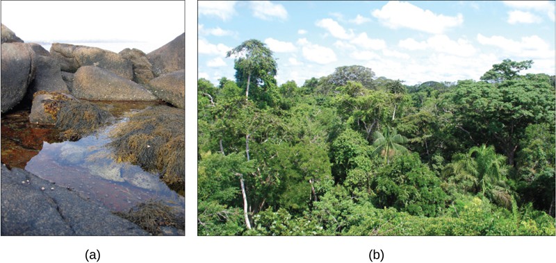 Left photo shows a rocky tide pool with seaweed and snails. Right photo shows the Amazon rain forest.