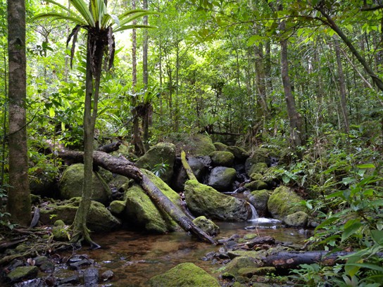 This photo shows a lush green landscape with diverse tropical trees, ferns, and mosses growing next to a small stream.