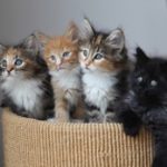 1-4-kittens