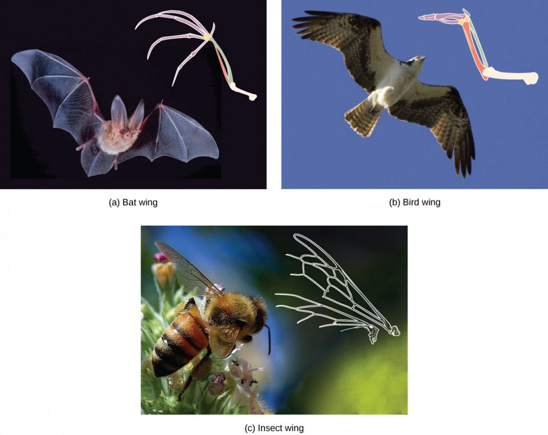 Part A shows a bat wing, part B shows a bat wing, and part C shows a bee wing. All are similar in overall shape. However, the bird wing and bat wing are both made from homologous bones that are similar in appearance. The bee wing is made of a thin, membranous material rather than bone.