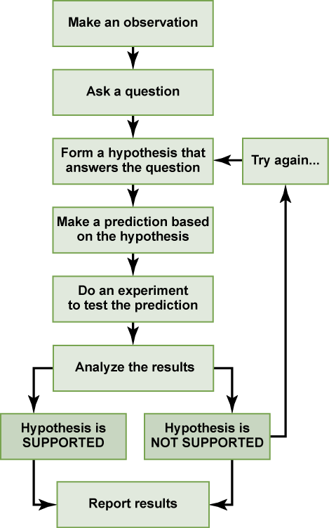 A flow chart shows the steps in the scientific method. In step 1, an observation is made. In step 2, a question is asked about the observation. In step 3, an answer to the question, called a hypothesis, is proposed. In step 4, a prediction is made based on the hypothesis. In step 5, an experiment is done to test the prediction. In step 6, the results are analyzed to determine whether or not the hypothesis is supported. If the hypothesis is not supported, another hypothesis is made. In either case, the results are reported.