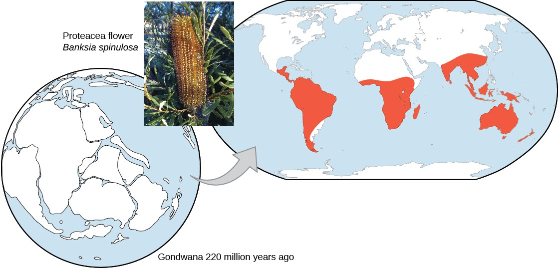 Map shows the supercontinent Gondwana from 220 million years ago, with South America, Africa, India, Arabia, Antarctica, Australia, New Zealand, New Guinea and parts of southeast Asia in close proximity. A modern day map shows the areas from Gondwana highlighted to show the regions where Proteacea plants are found today. Inset photo shows a Proteacea flower, Banksia spinulosa, a tall spike with many small orange flowers.