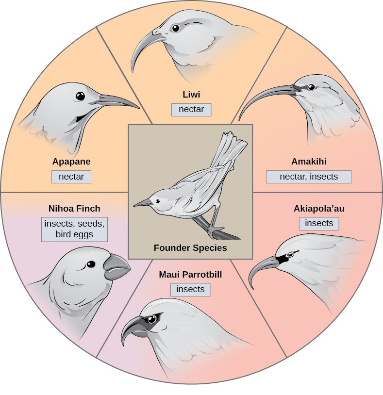 The illustration shows a wheel, with the founder species that gave rise to various honeycreeper birds at the hub. Between spokes of the wheel are six modern honeycreeper species. Five of these, the ‘Apapane, Liwi, ‘Amakihi, ‘Akiapola’au and Maui Parrotbill, eat insects and/or nectar and have long, think beaks. The sixth bird, the Nihoa Finch, eats insects, seeds, and bird eggs, and has a short, fat beak.