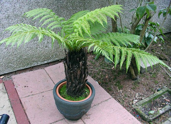 Photo shows a potted fern.