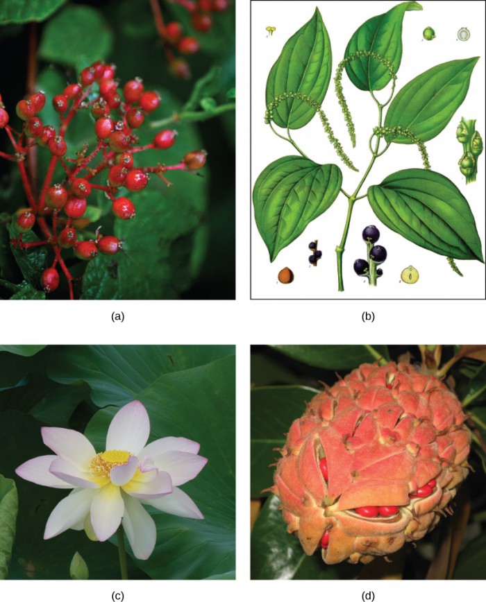 Photo A depicts a southern spicebush plant with bright-red berries growing at the tips of red stems. Illustration B shows a pepper plant with teardrop-shaped leaves and tiny flowers clustered on a long stem. Photo C shows lotus plants with broad, circular leaves and pink flowers growing in water. Photo D shows red magnolia berries clustered in an egg-shaped pink sac.