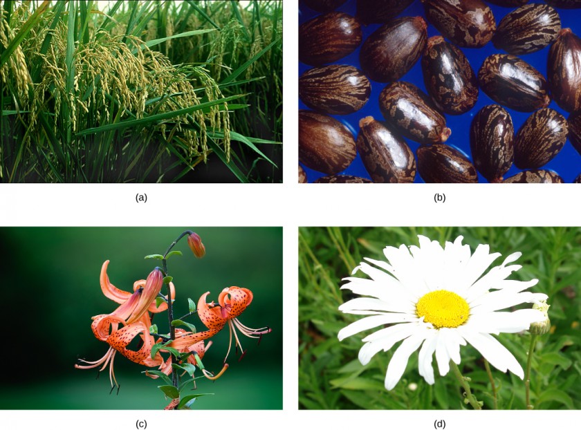 Photo A shows rice, which has long, thin, blade-like leaves and clusters of seeds on long stems. Photo B shows brown, oval-shaped beans with black stripes and flecks. Photo C shows a stalk of large orange flowers with backward-curving, spotted petals and long, downward-pointing pistils and stamens. Photo D shows a white flower with a yellow button shaped centre and many long narrow petals in a circular formation. Photo D shows 6 carrots, root only. Photo D shows a green stem with purple roots growing out from the stem at 2 levels, one near the ground and one a few inches higher.