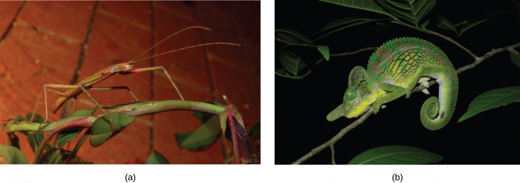 Photo (a) shows a green walking stick insect that resembles the stem on which it sits. Photo (b) shows a green chameleon that resembles a leaf.