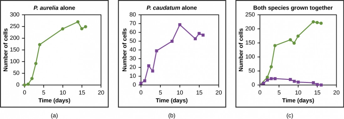 The three graphs all plot number of cells versus time in days. In Graph (a), P. aurelia is grown alone. In graph (b), P. caudatum is grown alone. In graph (c), the two species are grown together. When grown together, the two species both exhibit logistic growth and grow to a relatively high cell density. When the two species are grown together, P. aurelia shows logistic growth to nearly the same cell density as it exhibited when grown alone, but P. caudatum hardly grows at all, and eventually its population drops to zero.