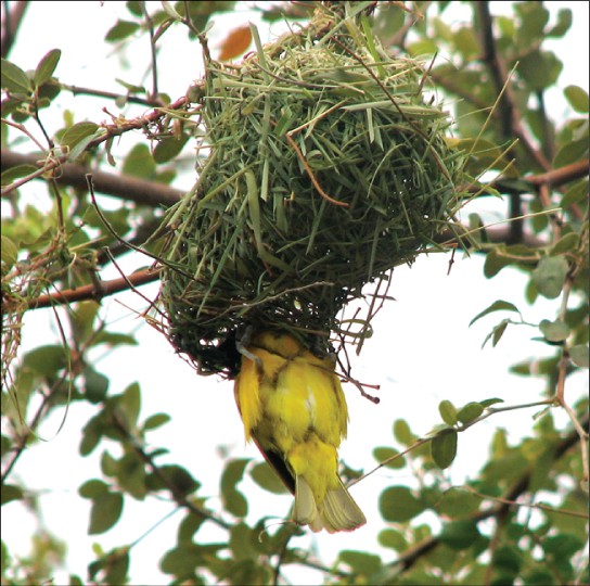 Photo shows a yellow bird building a nest in a tree.