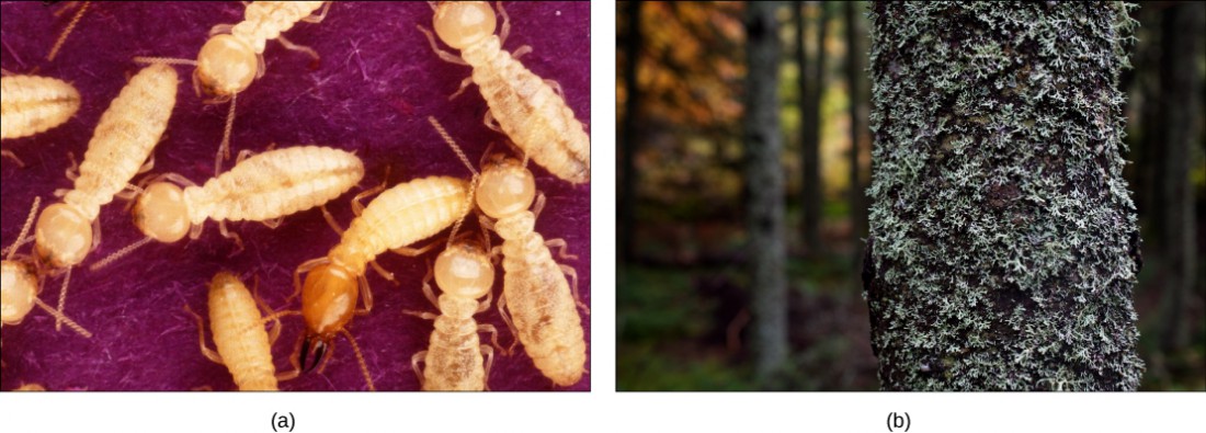 Photo (a) shows yellow termites, and photo (b) shows a tree covered with lichen.