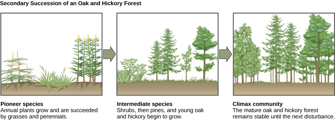 The three illustrations show secondary succession of an oak and hickory forest. The first illustration shows a plot of land covered with pioneer species, including grasses and perennials. The second illustration shows the same plot of land later covered with intermediate species, including shrubs, pines, oak and hickory. The third illustration shows the plot of land covered with a climax community of mature oak and hickory. This community remains stable until the next disturbance.