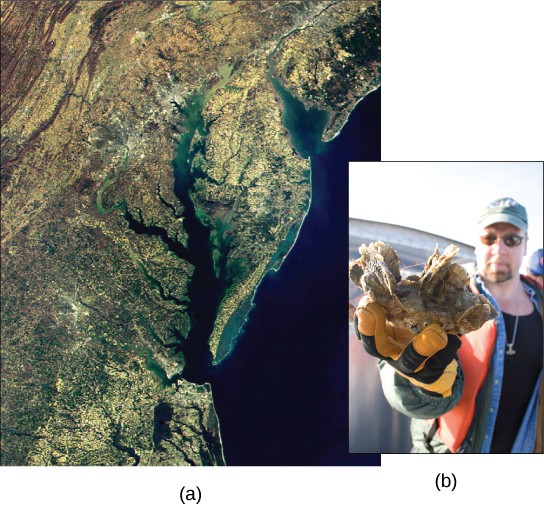 Satellite image shows the Chesapeake Bay. Inset is a photo of a man holding a clump of oysters.