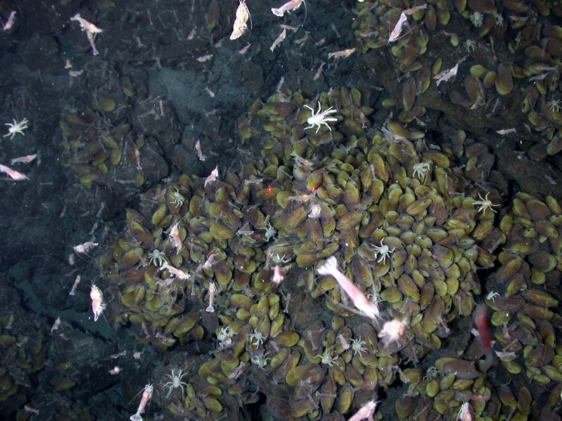 Photo shows shrimp, lobster, and crabs crawling on a rocky ocean floor littered with mussels.