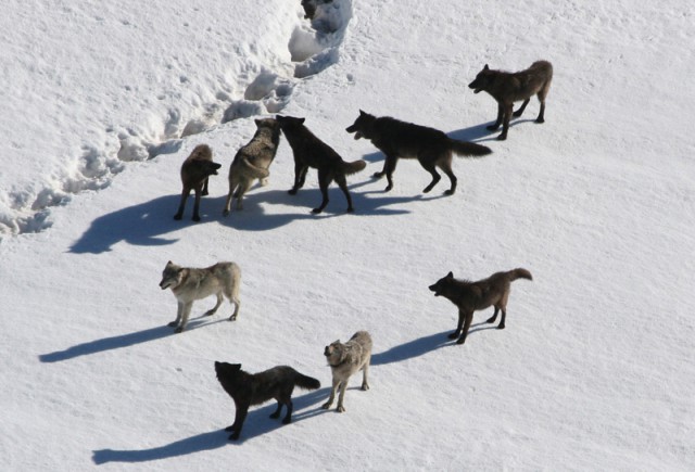 Photo shows a pack of wolves walking on snow.