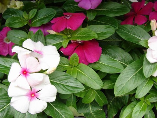 Photo shows white and pink periwinkle flowers. Each flower has five triangular petals, with the narrow end of the petal meeting at the flower’s center. Pairs of waxy oval leaves grow perpendicular to one another on a separate stem.