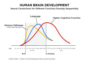Graph showing that pathways for sensory, language and higher cognitive function develop and are pruned at different rates. Early experiences influence how strong the circuits are while genetics impact timing.