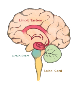 Picture of a brain including limbic system, brainstem and spinal cord.