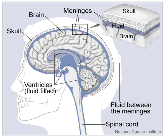 Picture of the side view of the brain with nearby structures labeled.