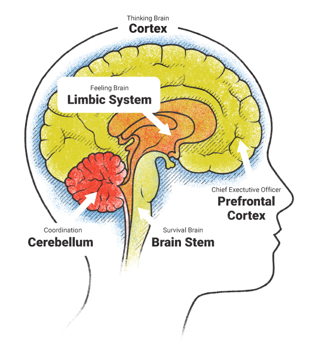 Diagram of a brain showing various areas: Thinking Brain: Cortex; Sensory Cortex; Chief Executive Officer: Prefrontal Cortex; Feeling Brain: Limbic System; Coordination: Cerebellum; Survival Brain: Brain Stem.