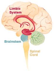 Picture of a brain including limbic system, brainstem and spinal cord.