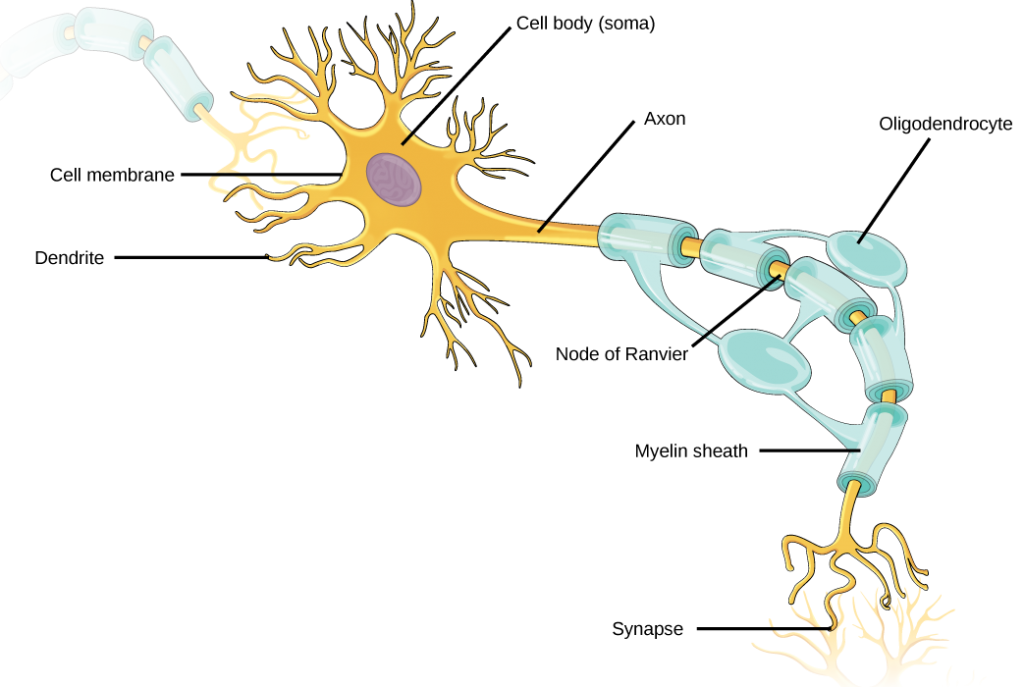 Picture of a neuron with parts labeled.