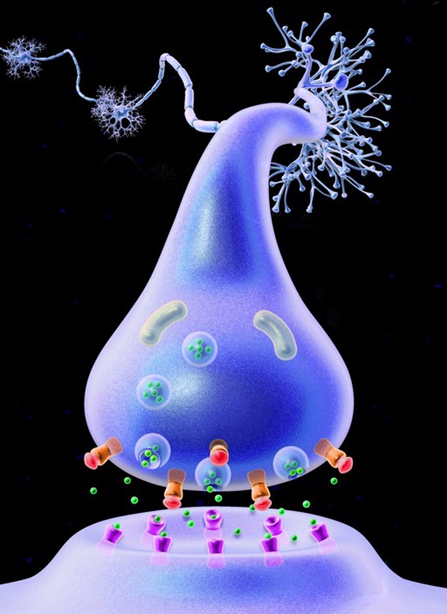 Picture of neurotransmitters being released into a synaptic gap.