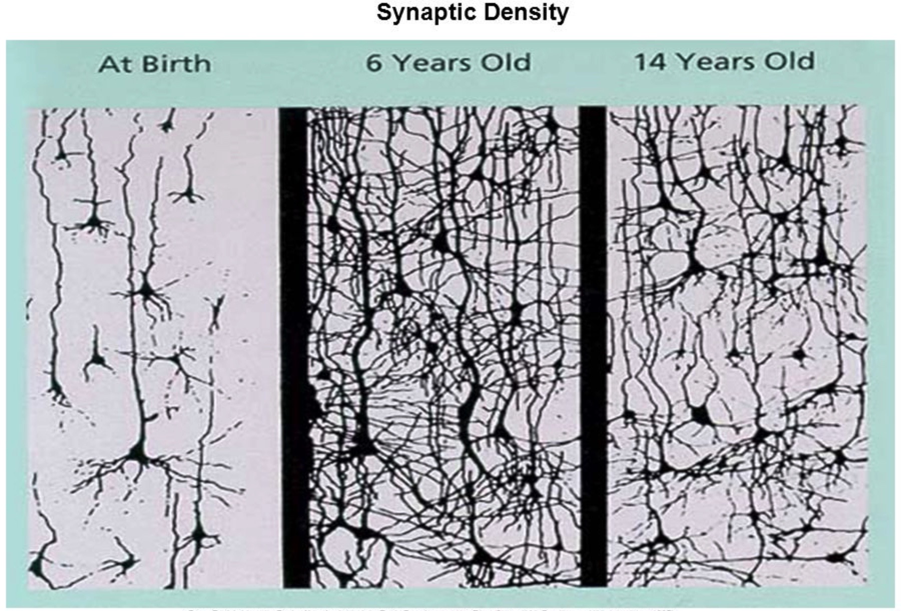 Picture of Synapses at birth, 6 years old and 14 years old.