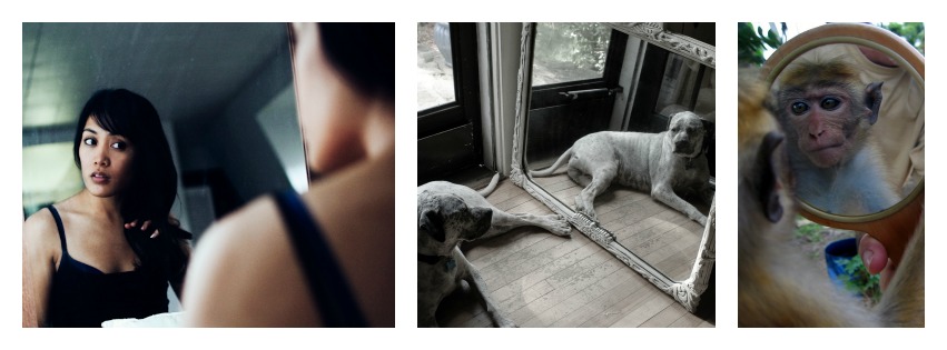 Self awareness collage: a woman looking in the mirror, a dog looking in the mirror, and a monkey looking in the mirror