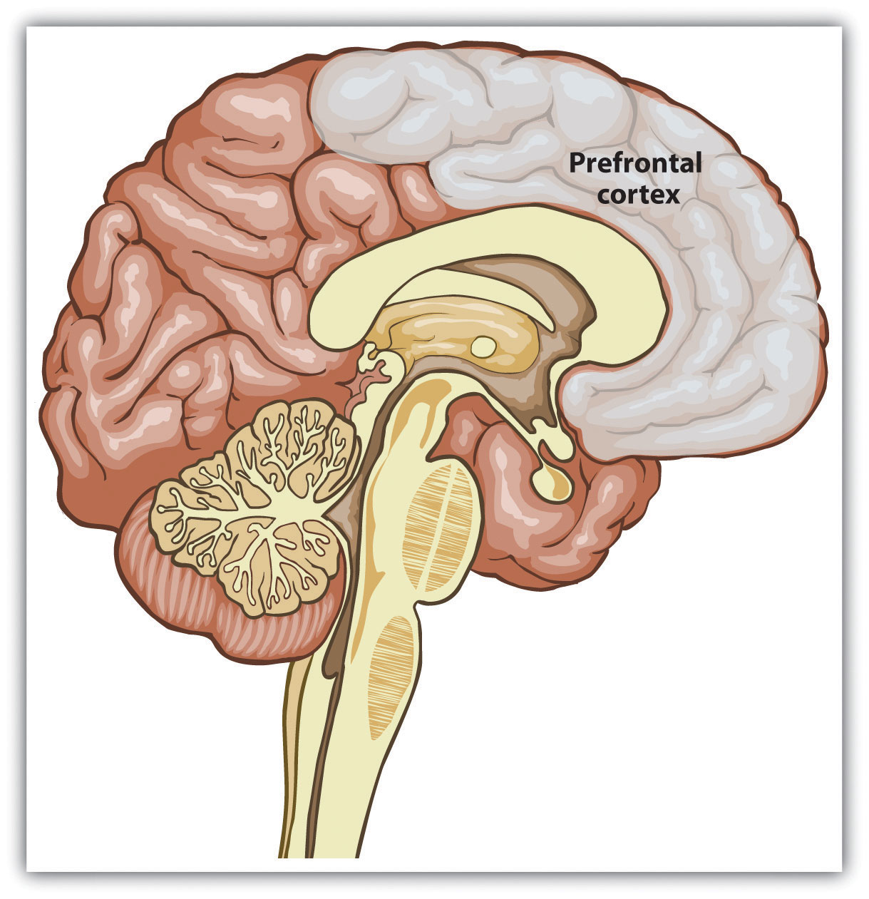 The Prefrontal cortex