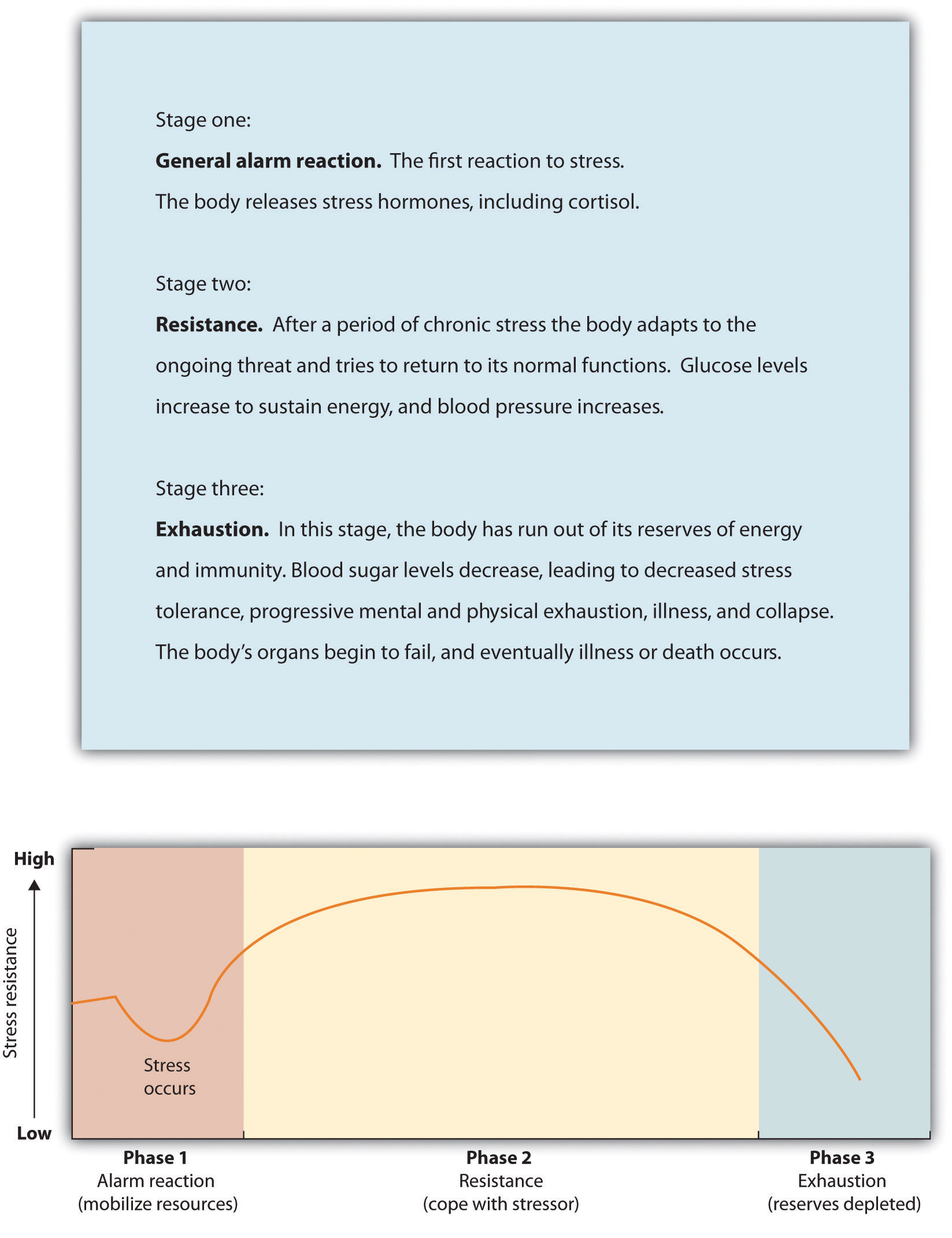General Adaptation Syndrome. Stage one: General alarm reaction. The first reaction to stress. The body releases stress hormones, including cortisol. Stage two: Resistance. After a period of chronic stress the body adapts to the ongoing threat and tries to return to its normal functions. Glucose levels increase to sustain energy, and blood pressure increases. Stage three: Exhaustion. In this stage, the body has run out of its reserves of energy and immunity. Blood sugar levels decrease, leading to decreased stress tolerance, progressive mental and physical exhaustion, illness, and collapse. The body's organs begin to fail, and eventually illness or death occurs.