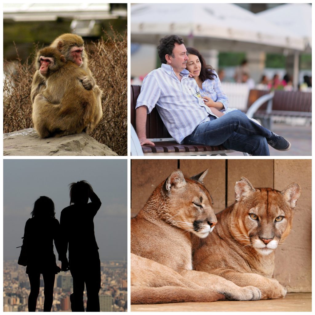 A collage: two monkeys hugging, a woman cuddling close with a man, two teenagers holding hands, and two lions laying next to each other