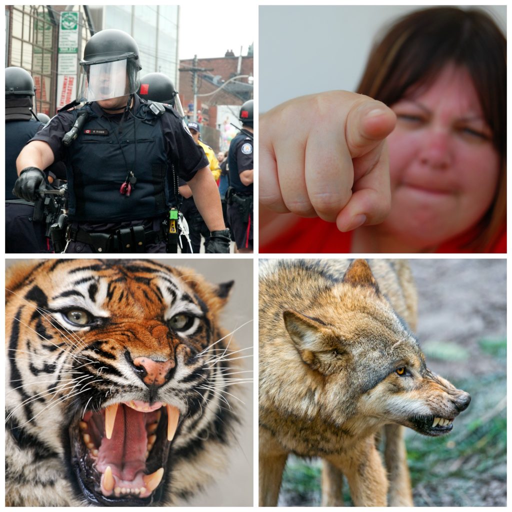 Collage: a man in SWAT gear, a woman pointing a finger, a tiger roaring, a wolf growling