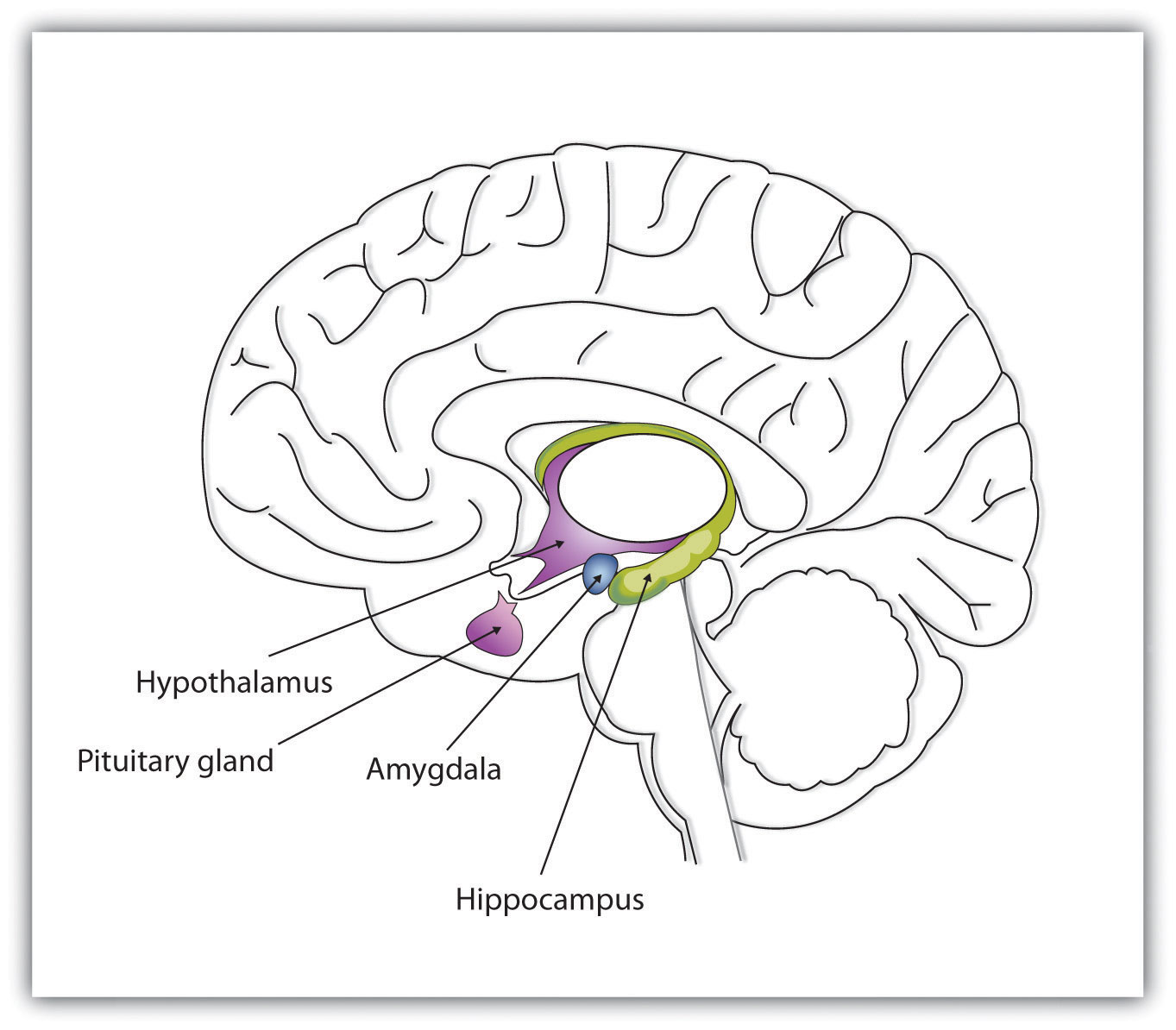 The limbic system is a part of the brain that includes the amygdala. The amygdala is an important regulator of emotions
