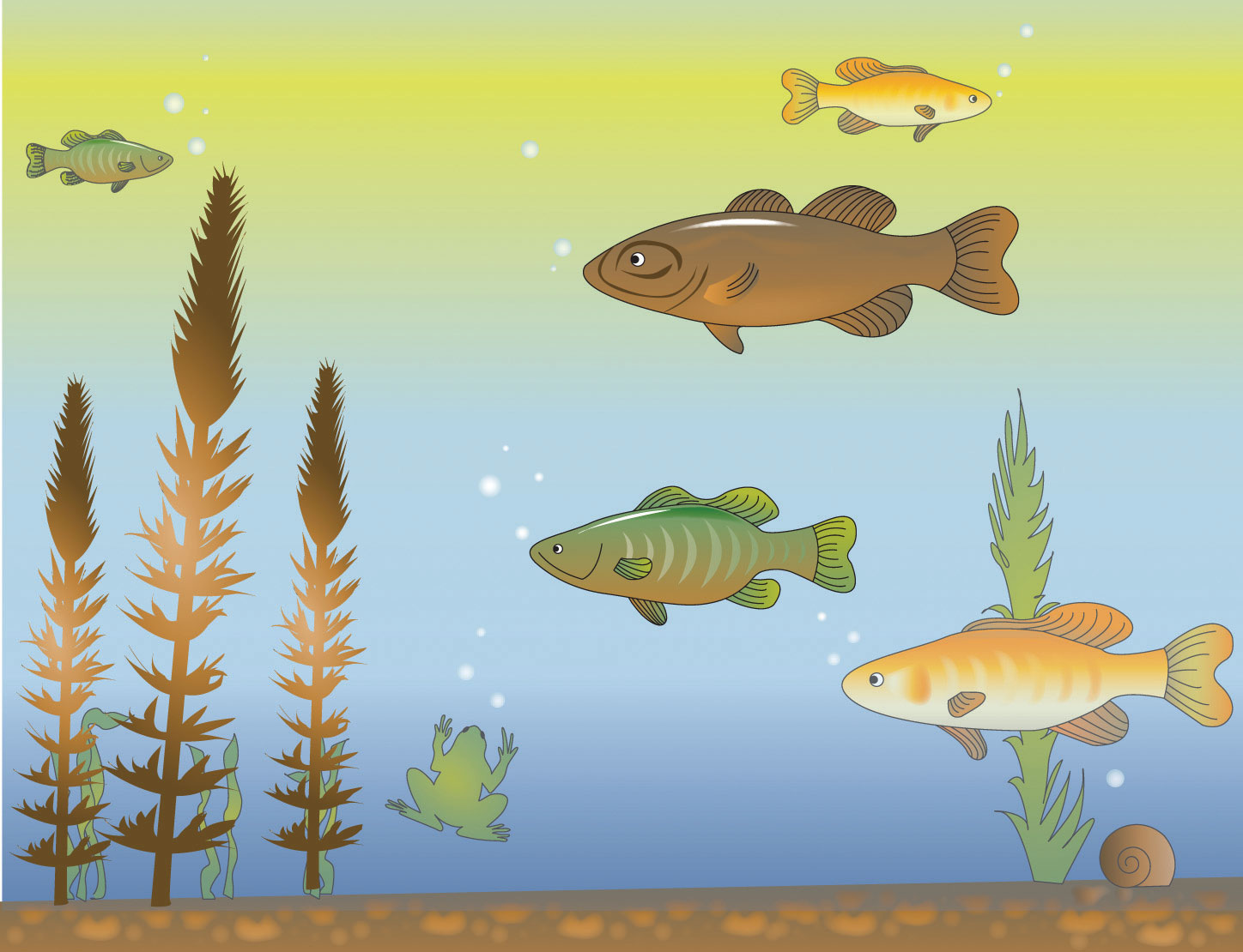 Different fish species in a tank