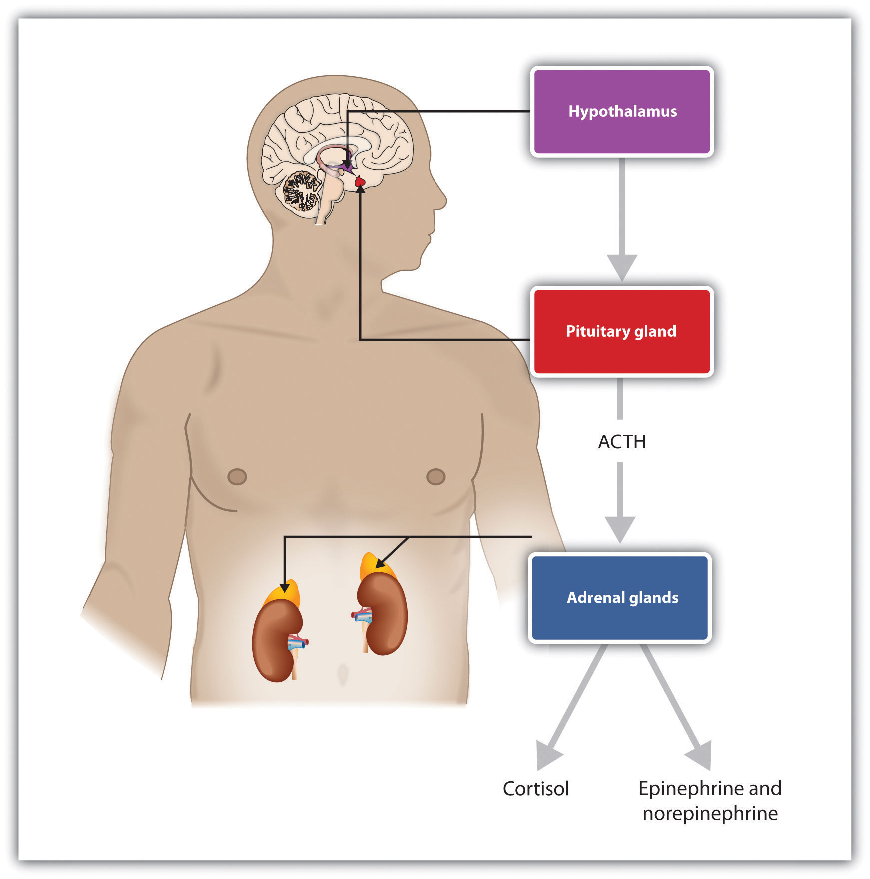 Stress activates the HPA axis. The result is the secretion of epinephrine, norepinephrine, and cortisol