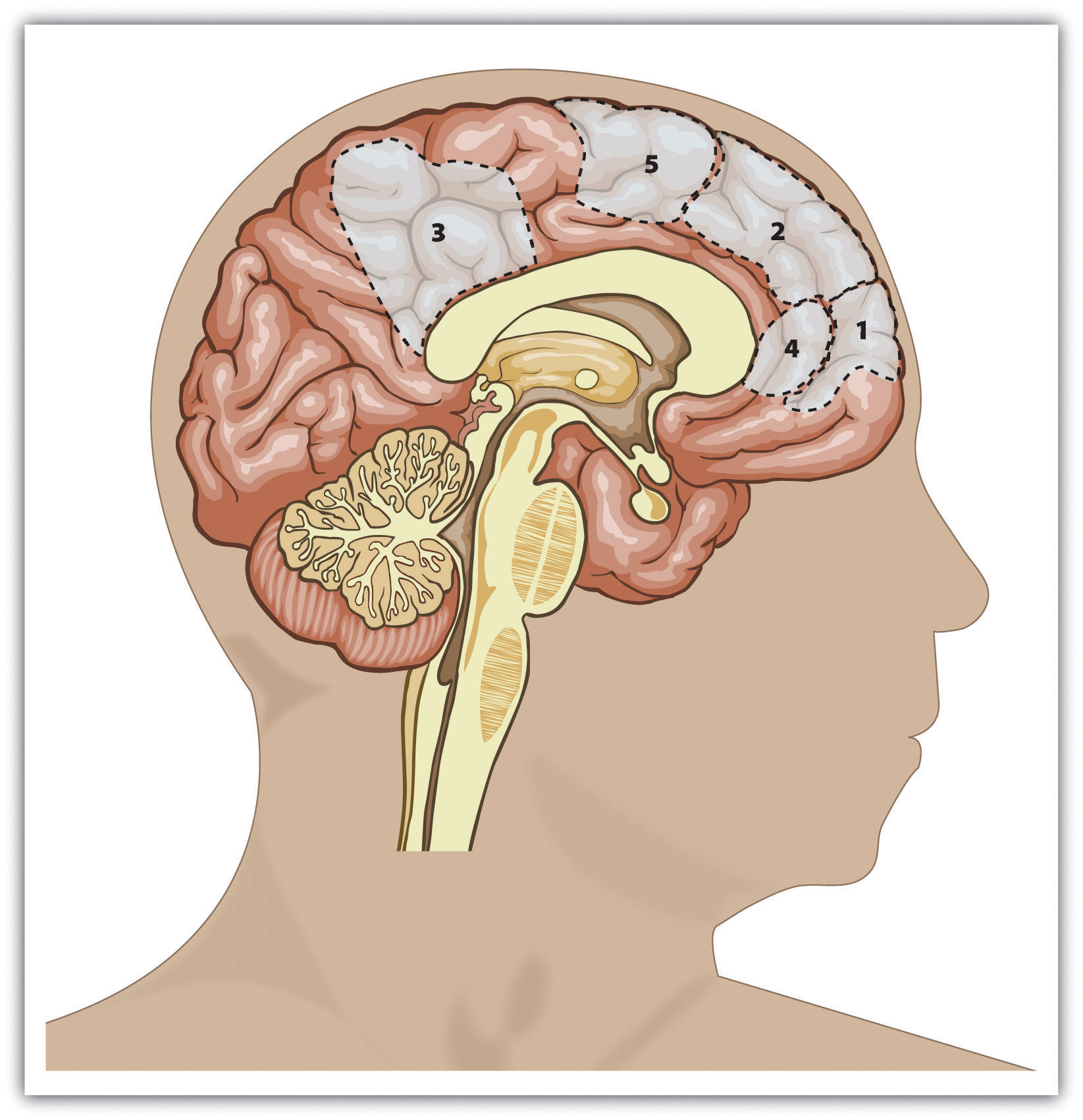 This figure shows the areas of the human brain that are known to be important in processing information about the self. They include primarily areas of the prefrontal cortex (areas 1, 2, 4, and 5).