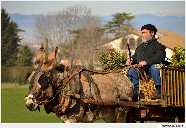 A man riding a carriage being pulled by a donkey